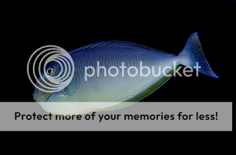 超恐怖的成长速度~蓝点吊 - 海鱼饲养心得 - 海水鱼友 ~ 海水鱼饲养